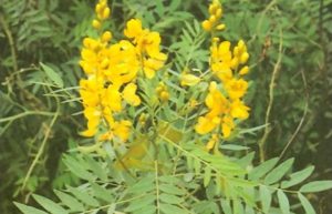 трава сенна